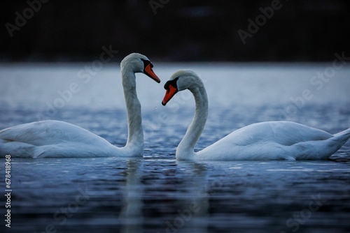 Fototapeta Naklejka Na Ścianę i Meble -  Romantic white swans in the water forming a heart shape