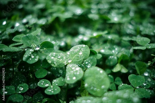Selective focus of green plants covered with waterdrops