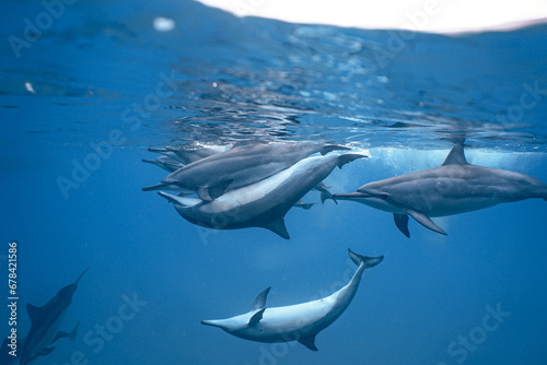 Wild Hawaiian Spinner Dolphins swimming in Hawaii 