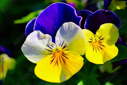 Closeup shot of colorful Pansy flowers