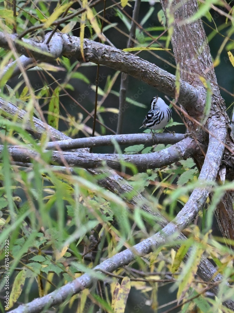 Closeup shot of the small black and white warbler perched on the tree branches