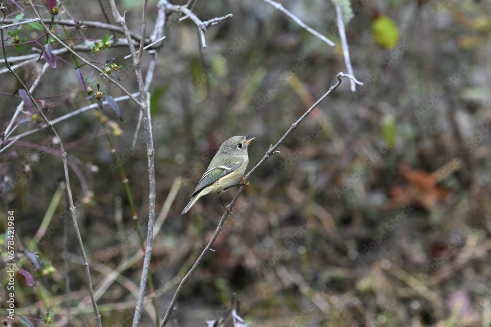 Little Ruby Crowned Kinglet bird sitting on a twig with blur background Little Ruby Crowned Kinglet bird sitting on a twig with blur background