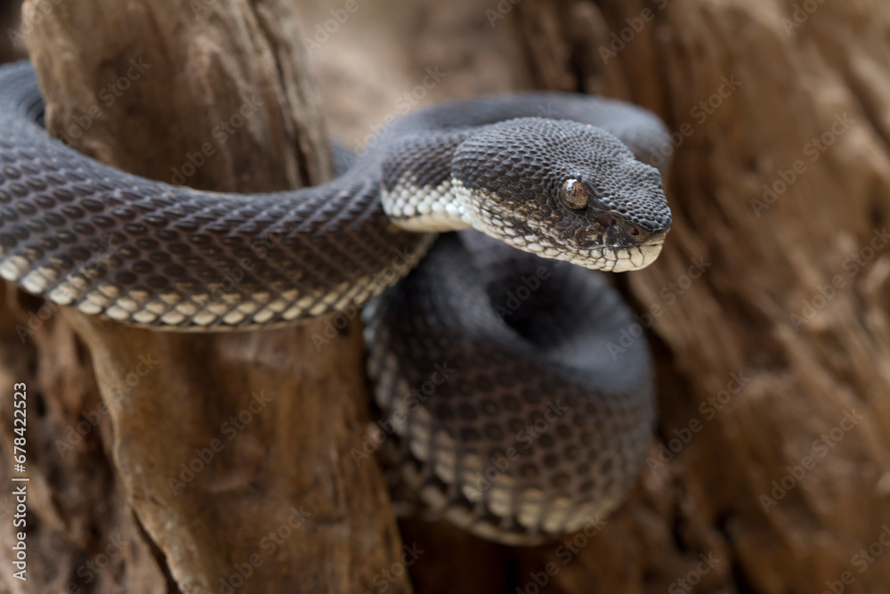 Fototapeta premium black viper snake on a wood