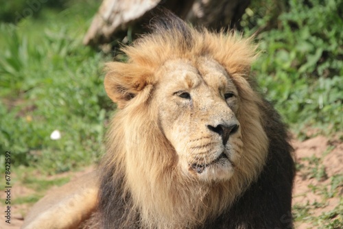 Closeup portrait of a tired lion sitting on green grass in sunlight