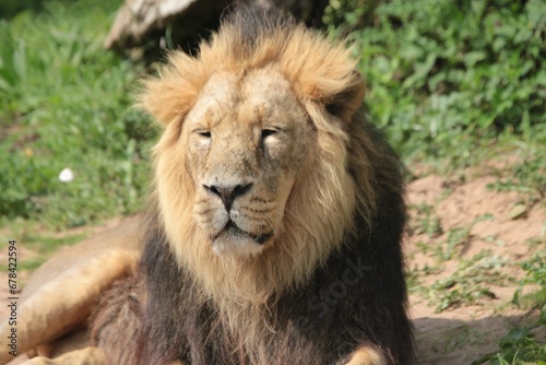 Closeup portrait of a tired lion sitting on green grass in sunlight