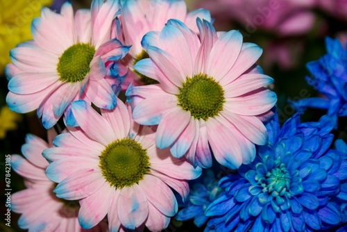 pink and blue flowers