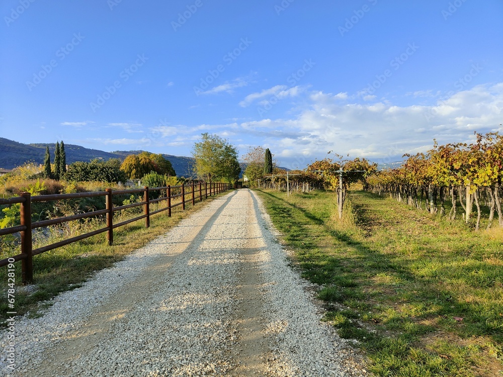 Rural road surrounded by green vegetation.