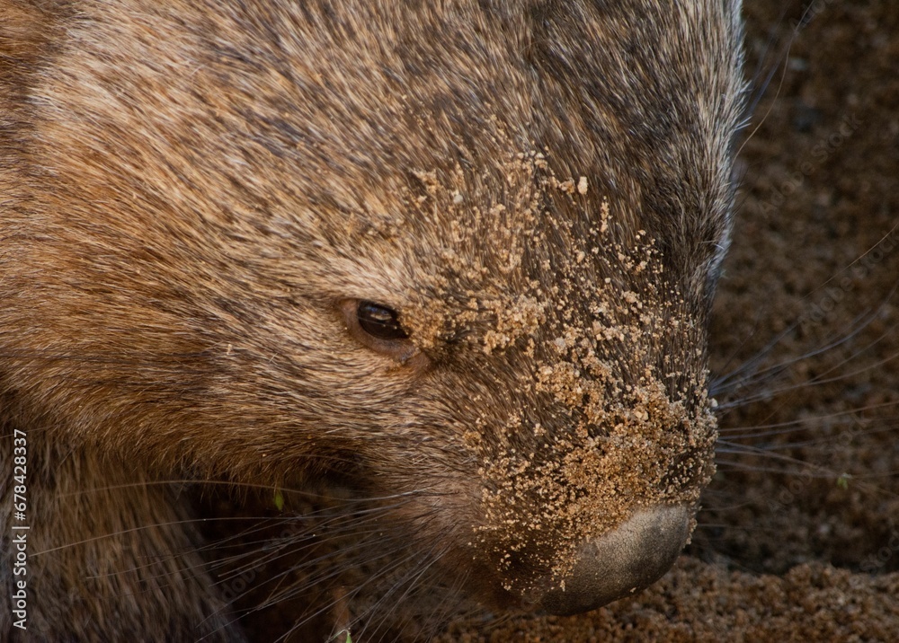 Closeup of a furry wombat with some dirt on its nose Closeup of a furry wombat with some dirt on its nose