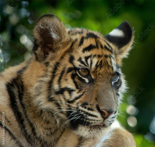 Fototapeta Naklejka Na Ścianę i Meble -  Closeup of a tiger looking around in the wilderness