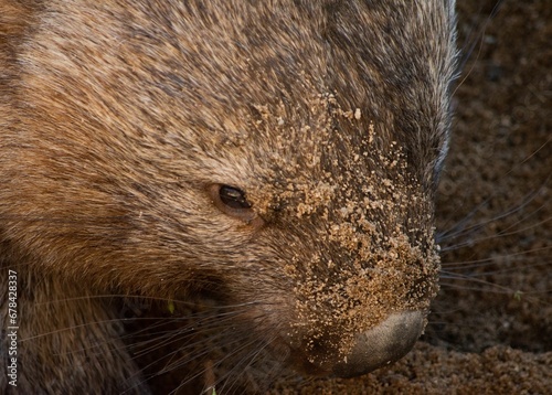 Closeup of a furry wombat with some dirt on its nose