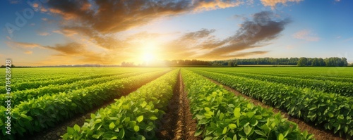 the beauty of a soybean plantation in full growth, with healthy green plants stretching across the field. The composition emphasizes the thriving agricultural landscape.
