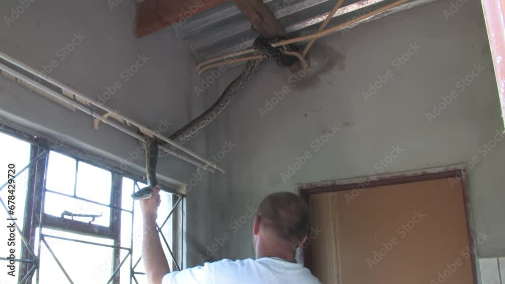 man with a shovel trying to catch and safely remove and relocate african rock python hiding in the corner of the room at a farm in Botswana man with a shovel trying to catch and safely remove and relocate african rock python hiding in the corner of the room at a farm in Botswana