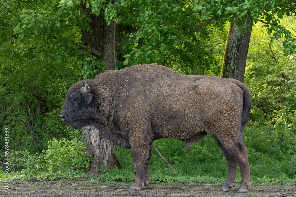 Beautiful shot of a large dirty bison in a lush green forest Beautiful shot of a large dirty bison in a lush green forest