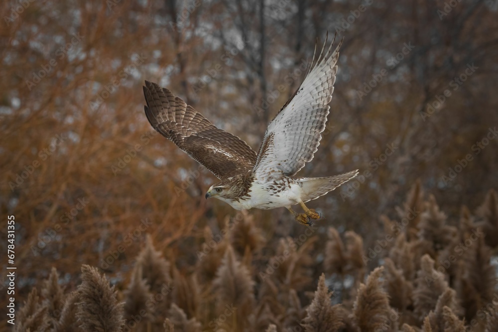 Fototapeta premium Accipitrinae (true hawk) flying in the woods