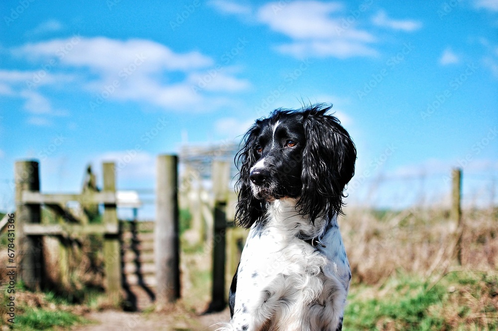 Fototapeta premium Scenic view of a Springer Spaniel dog found sitting under the sun outdoors