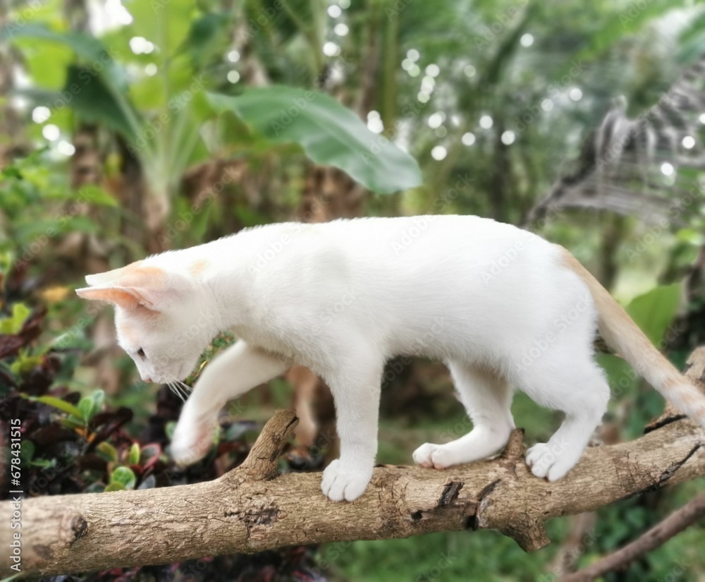 Small cute white cat on the branch of the tree in the forest Small cute white cat on the branch of the tree in the forest