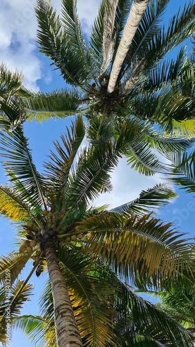Vertical shot of palm trees
