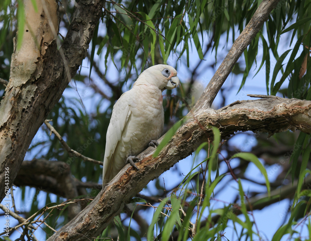 Fototapeta premium Little corella parrot bird sitting in a tree