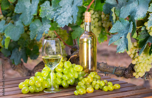 Fototapeta Naklejka Na Ścianę i Meble -  Wine in bottle and glass and white grape on wooden table in vinery