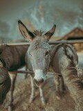Cute Donkey (Equus asinus) with its heads off the fence at a local farm on the blurred background