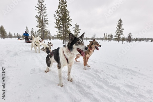 Dog sled ride in winter arctic forest