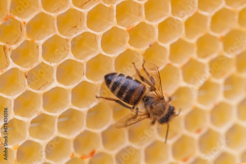 Closeup shot of a bee on a honeycomb. © Wirestock