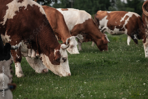 Selective blur on a herd of Holstein frisian cows with its typical brown and white fur, grazing and eating grass in a Serbian pasture. Holstein is a cow breed, known for its dairy milk production. photo