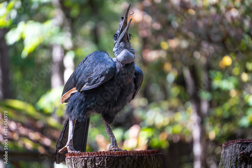 Abyssinian ground hornbill photo