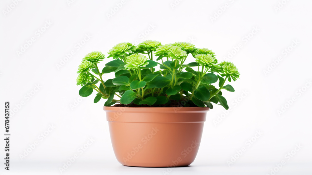 Flower in a pot isolated on white Flower in a pot isolated on white