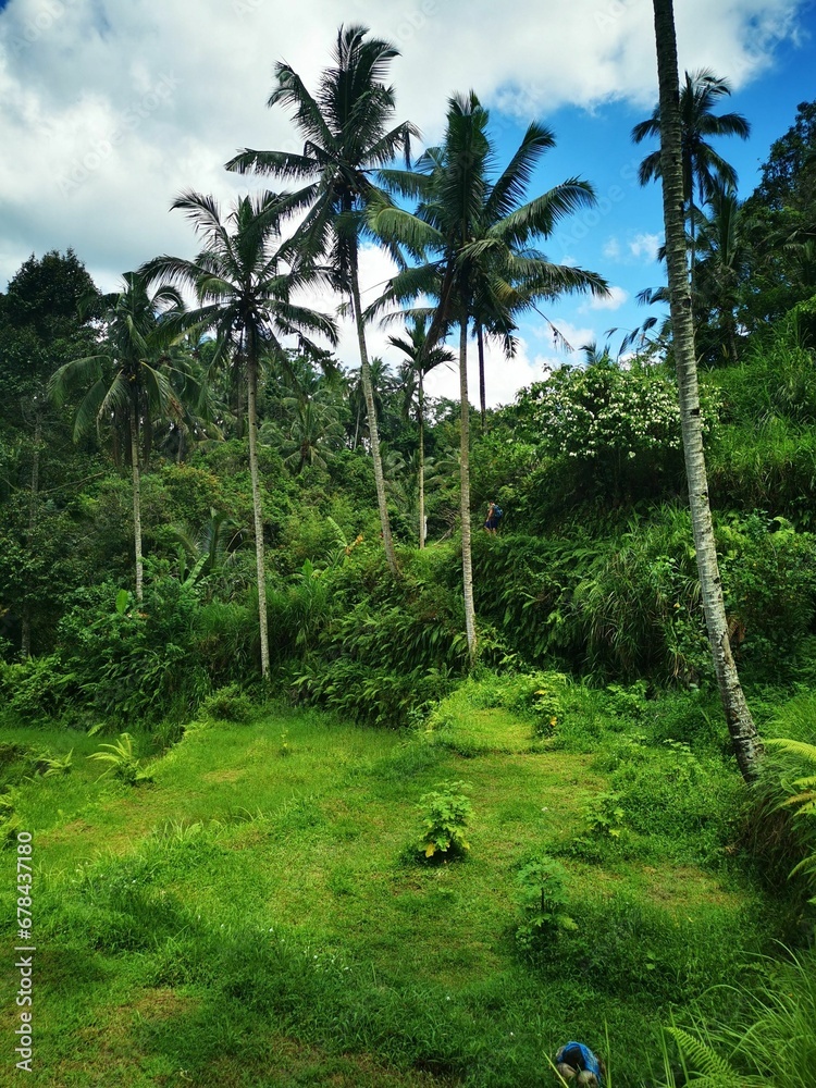 Vertical shot of a beautiful green field in a tropical forest on a sunny day Vertical shot of a beautiful green field in a tropical forest on a sunny day