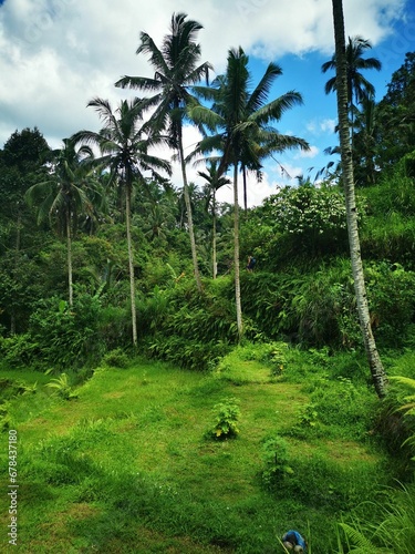 Fototapeta Naklejka Na Ścianę i Meble -  Vertical shot of a beautiful green field in a tropical forest on a sunny day