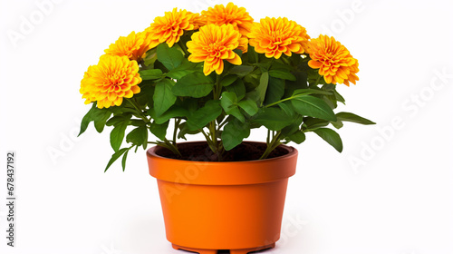 Flower in a pot isolated on white