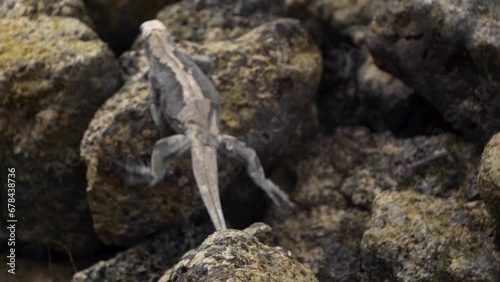 Galapagos iguana walking on rocks