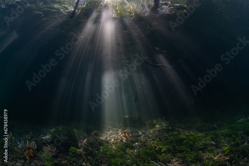 Sunlight filters underwater into the shadows of a dark mangrove forest growing in Raja Ampat  Indonesia. Mangroves are vital marine habitats that serve as nurseries and filter runoff from the land.