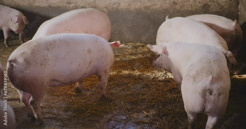Pigs At Livestock Farm Pork Meat Production Agriculture Pigs At Livestock Farm Pork Meat Production Agriculture