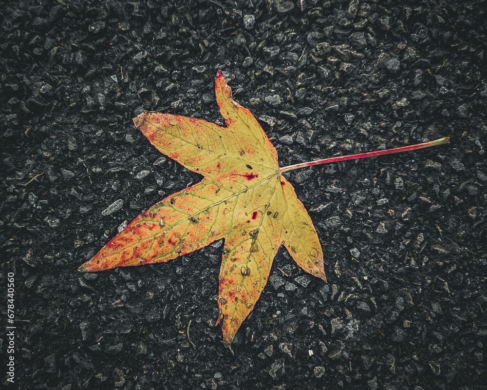 Closeup of a yellow Japanese maple leaf on the ground. Closeup of a yellow Japanese maple leaf on the ground.