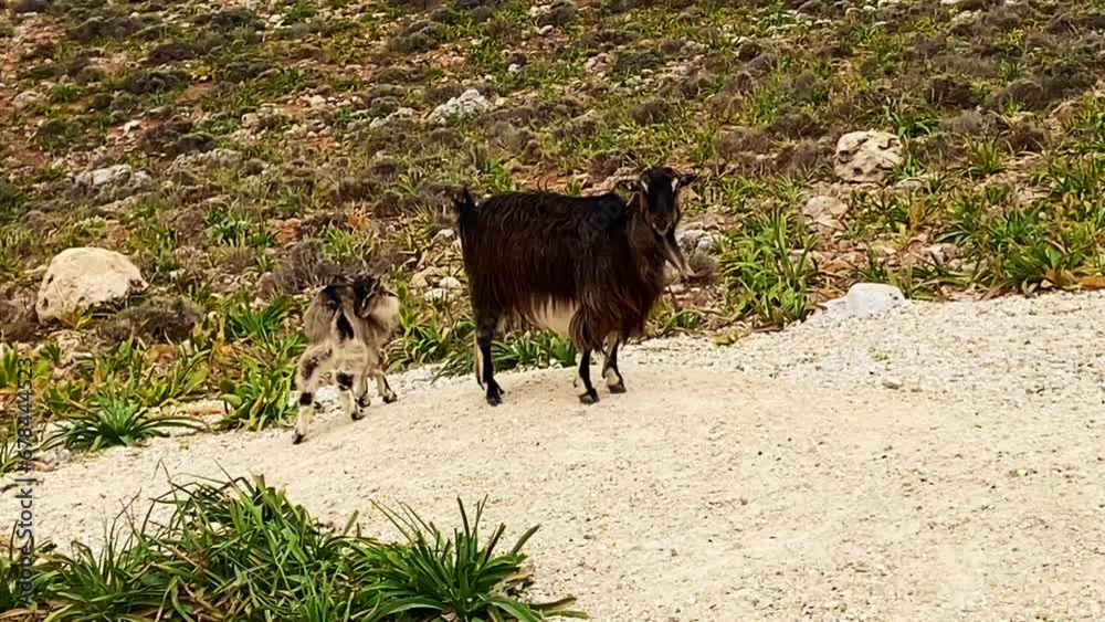 Schafe am Seiten Limania Strand, Insel Kreta 