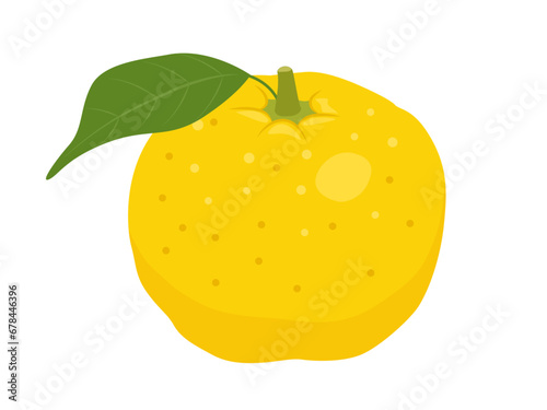 柚子のベクターイラスト