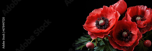 Red poppies on black background as Remembrance Day symbol