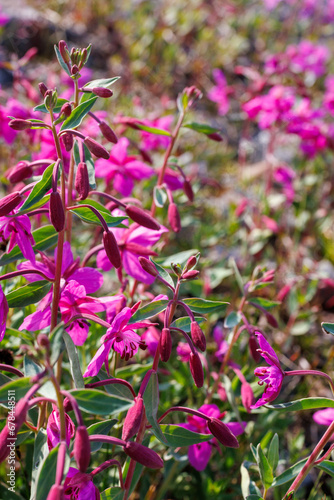 Summer pink alpine flowers