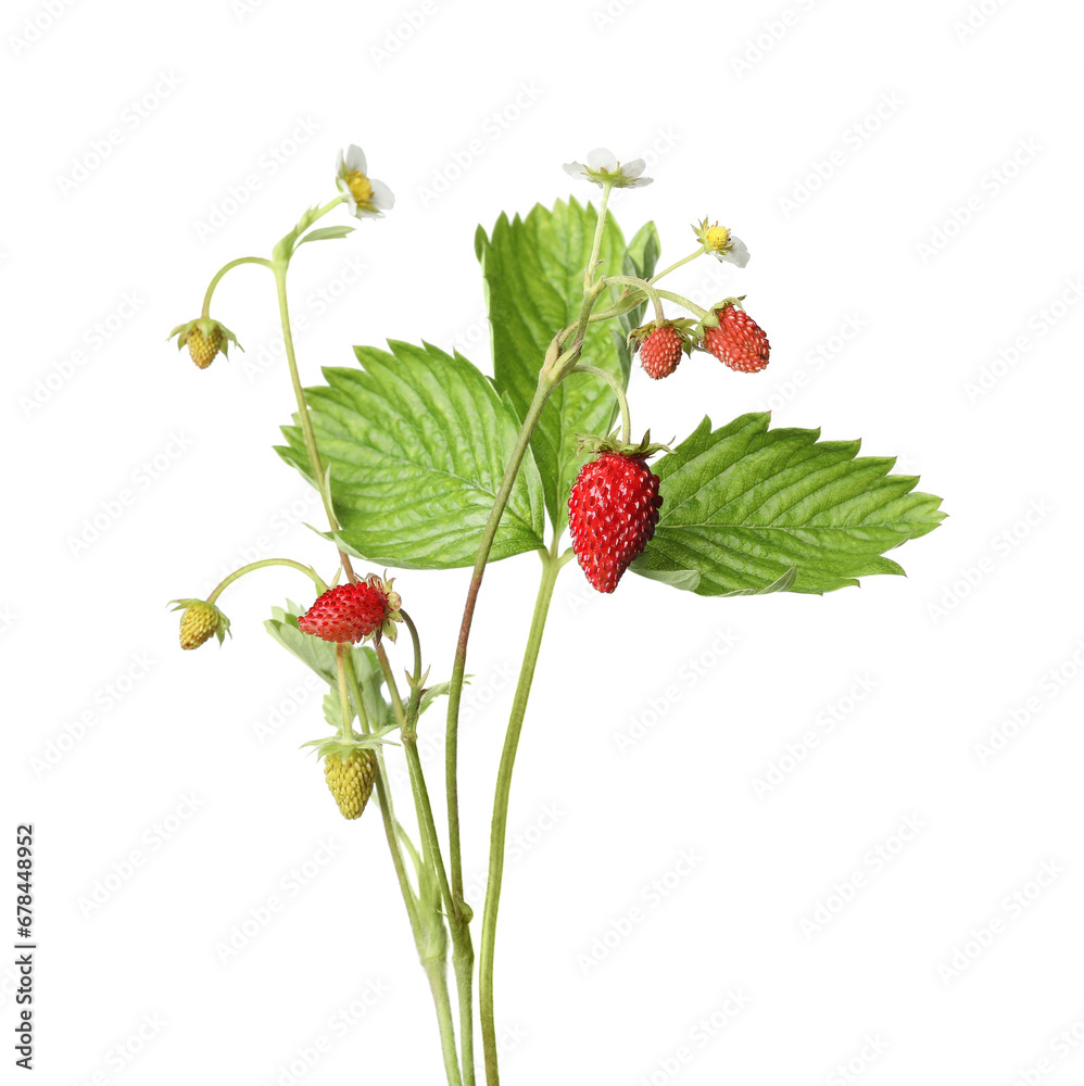 Stems of wild strawberry with berries, green leaves and flowers isolated on white Stems of wild strawberry with berries, green leaves and flowers isolated on white