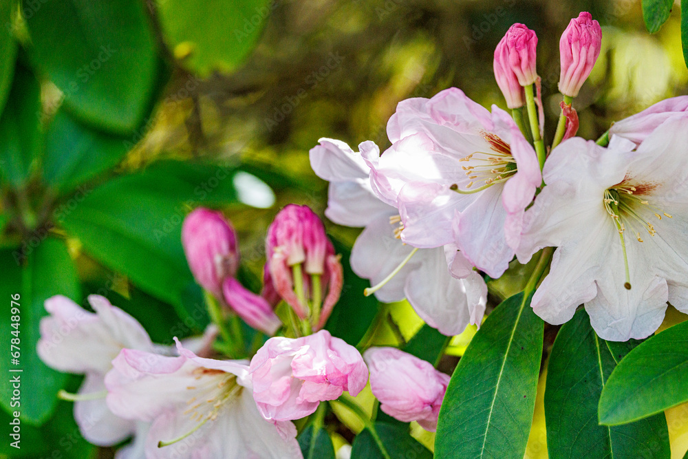 Fototapeta premium Pink flowers in garden