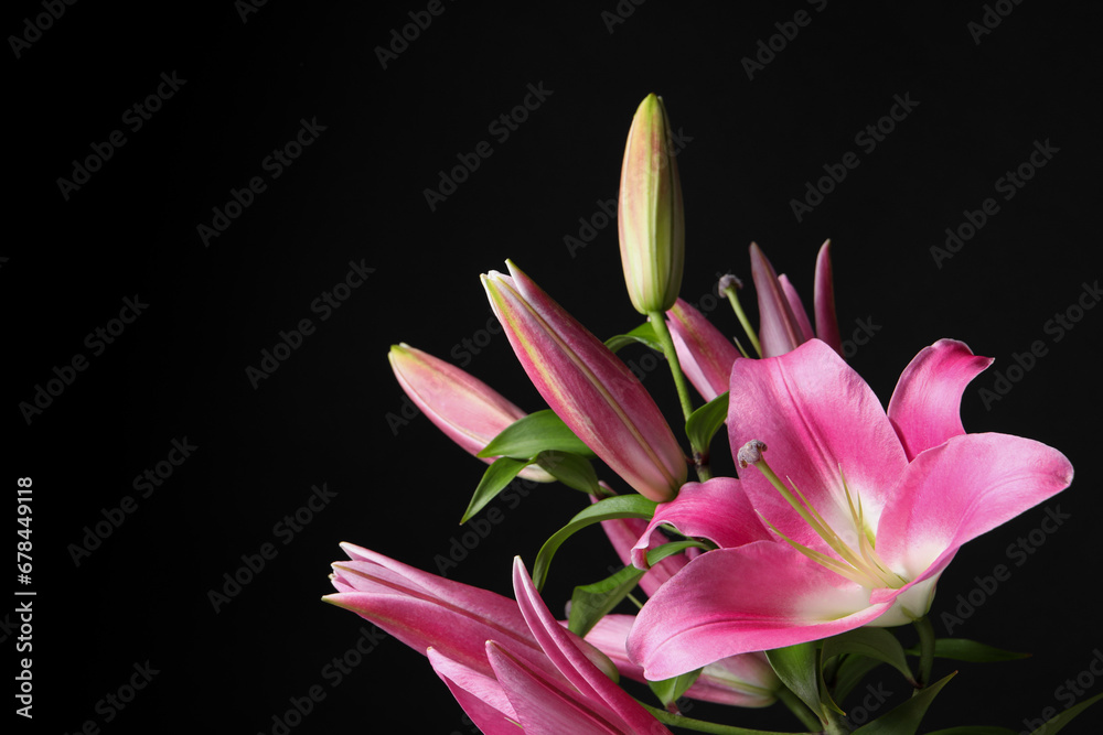 Fototapeta premium Beautiful pink lily flowers on black background, closeup. Space for text