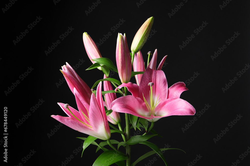 Fototapeta premium Beautiful pink lily flowers on black background