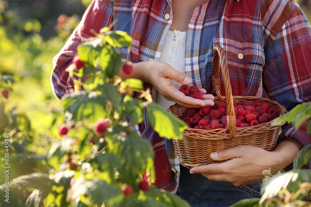 Woman holding wicker basket with ripe raspberries outdoors, closeup