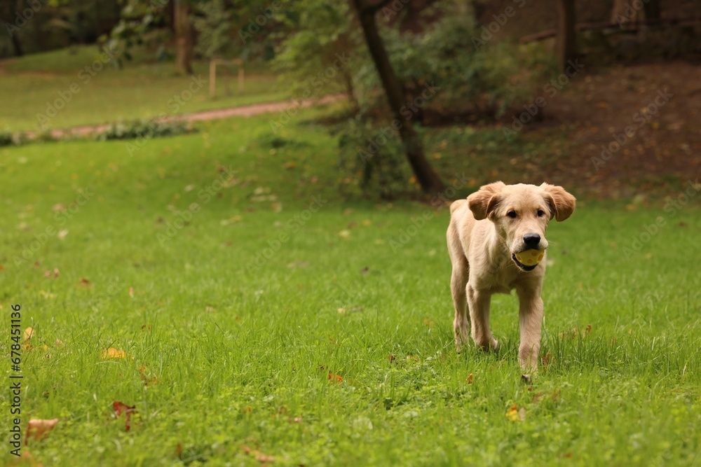 Cute Labrador Retriever puppy with ball running on green grass in park, space for text