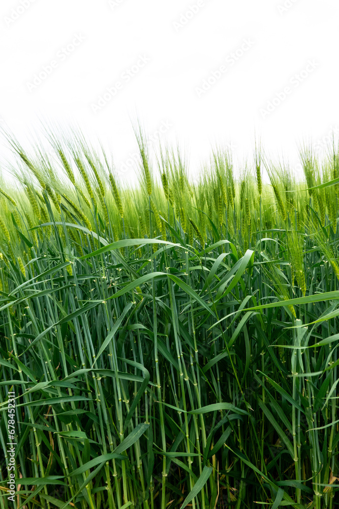 Obraz premium harmonious green wheat field