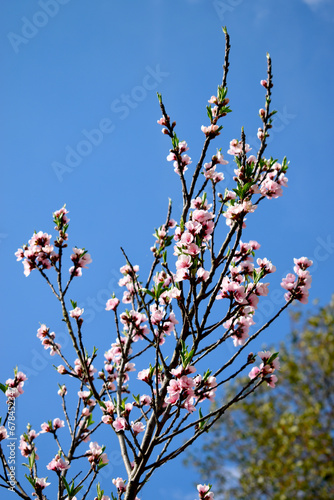 Flores rosas