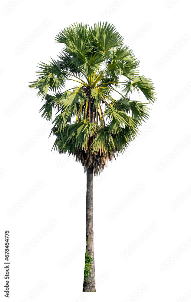 Isolated sugar palm on transparent background... Isolated sugar palm on transparent background...