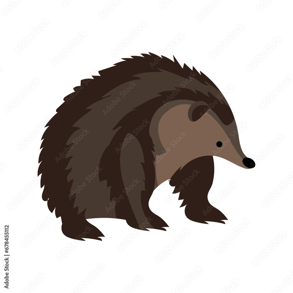 Obraz premium australia animal echidna